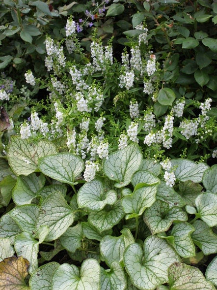 The White Garden, Wiltshire - Phoebe Sperrin