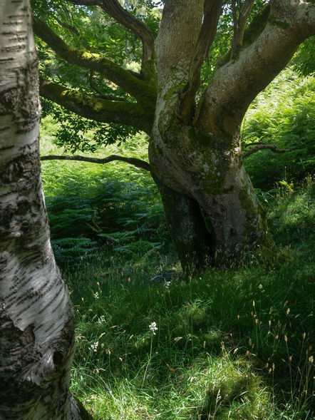 Woodland Garden, Wiltshire
