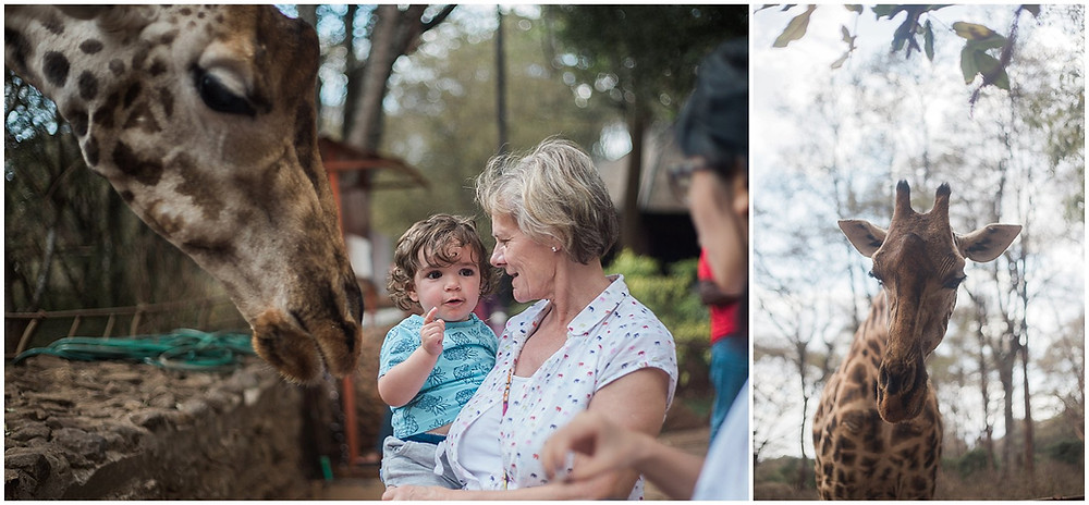 feeding the giraffes at Giraffe manor