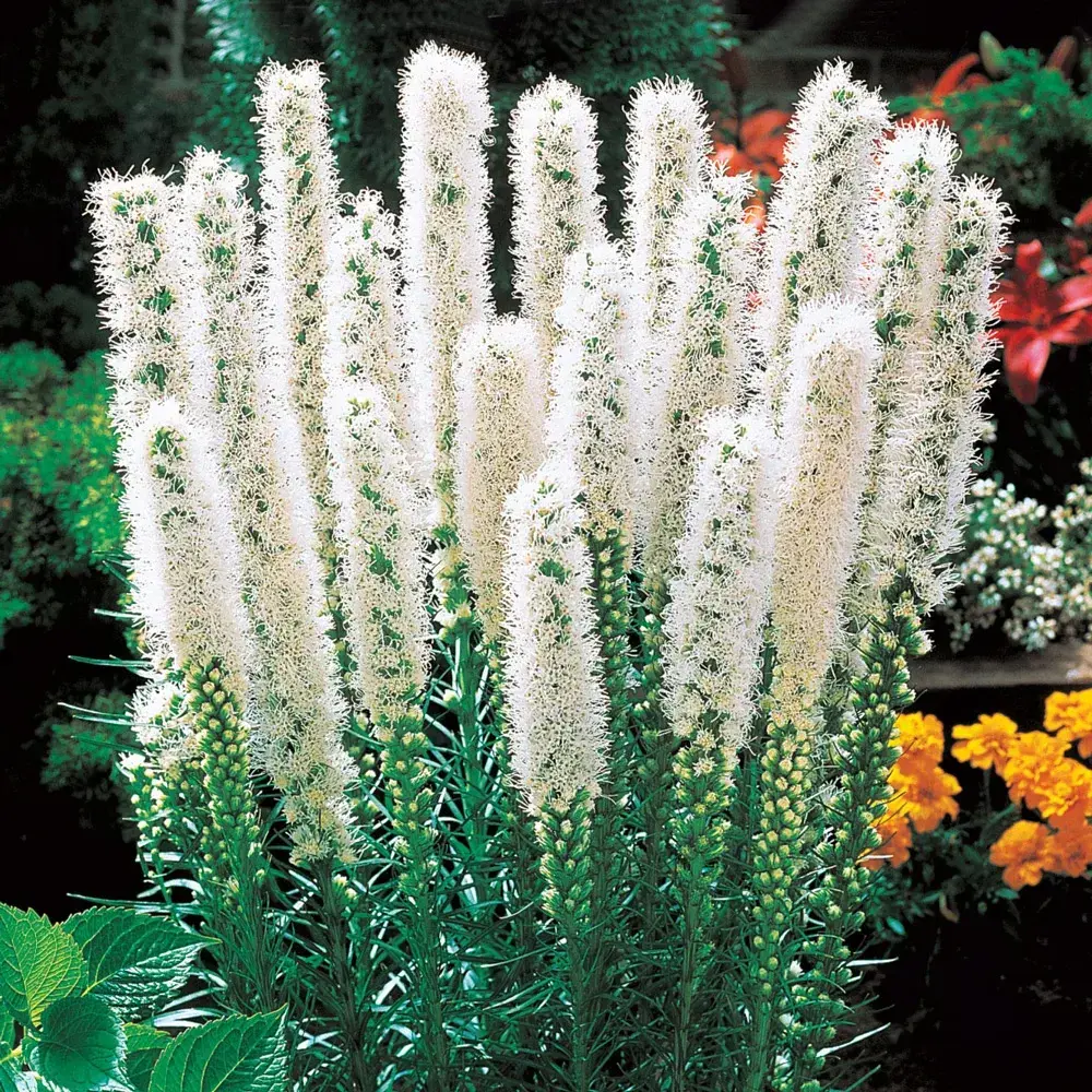 Liatris spicata 'Alba'