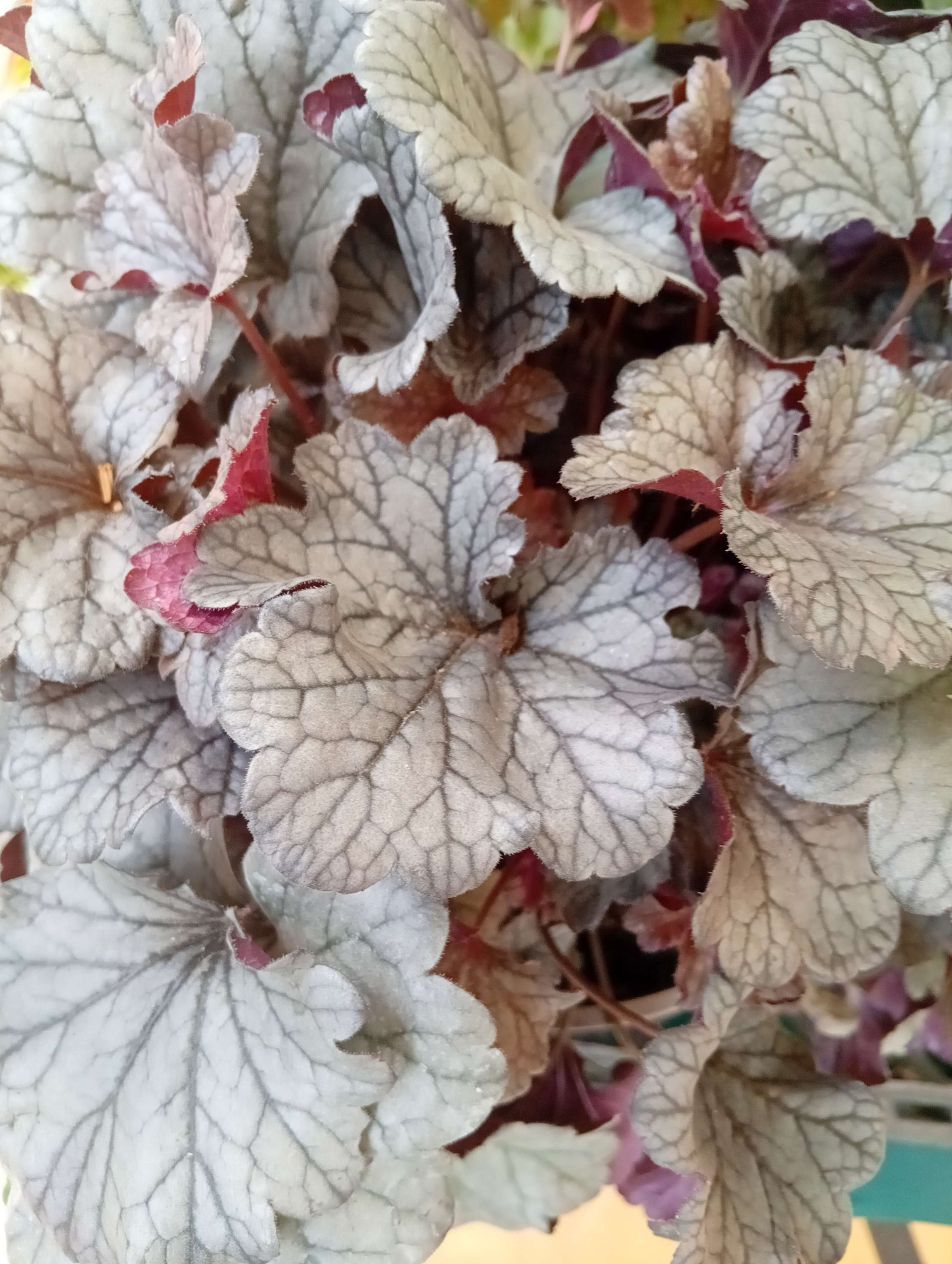 Heuchera  'Smoke and Mirrors '
