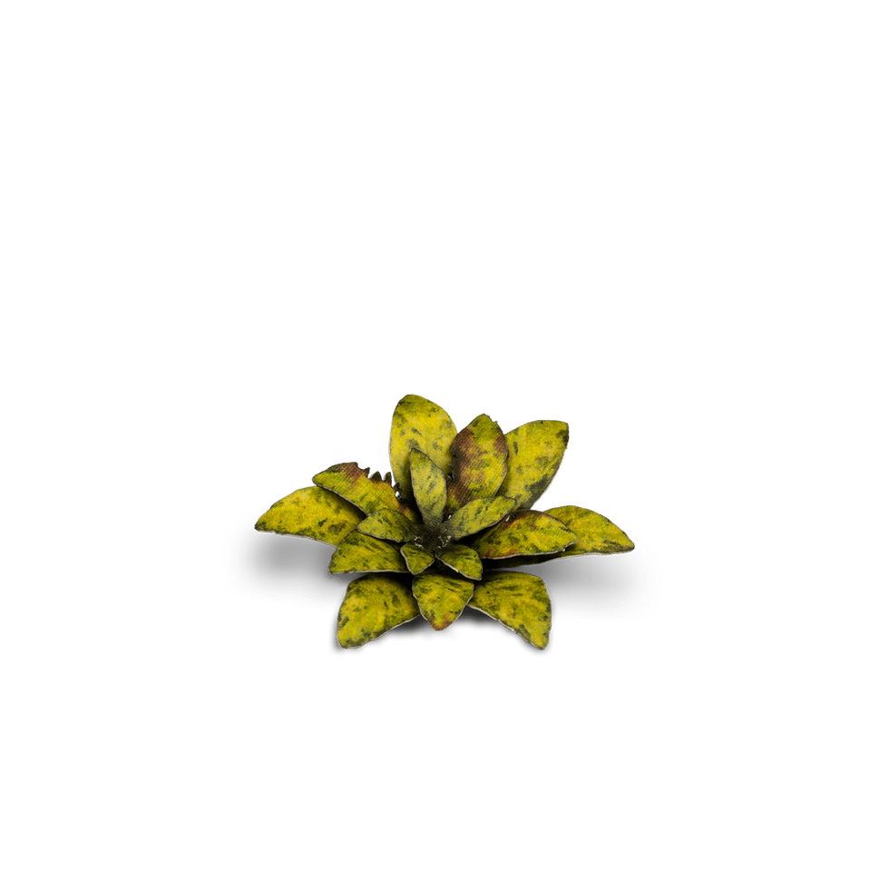 Miniaturbild: Dumb Cane