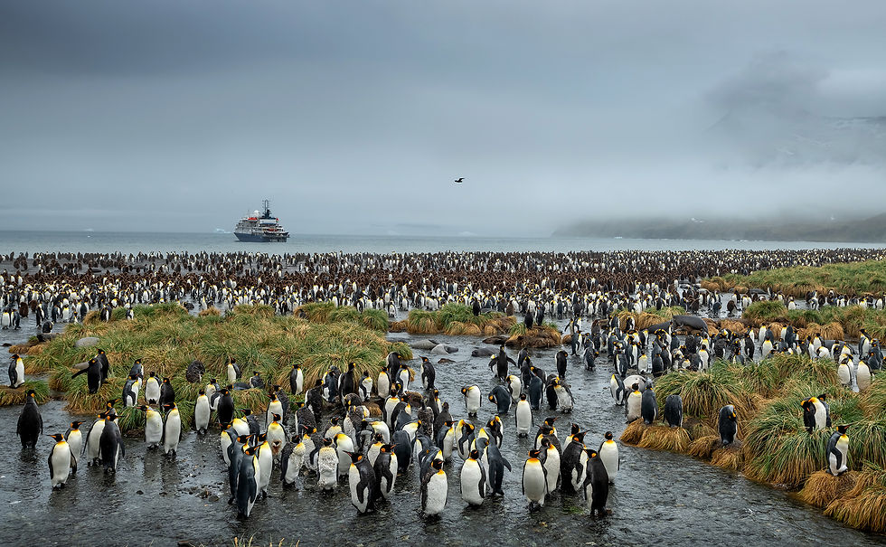 Penguins terrItorial 2