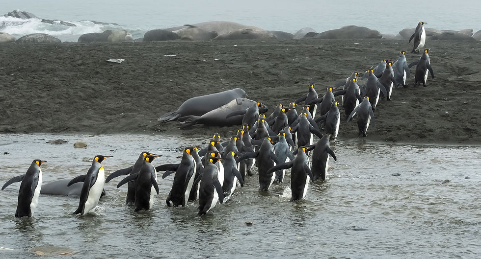 Penguin queue 2