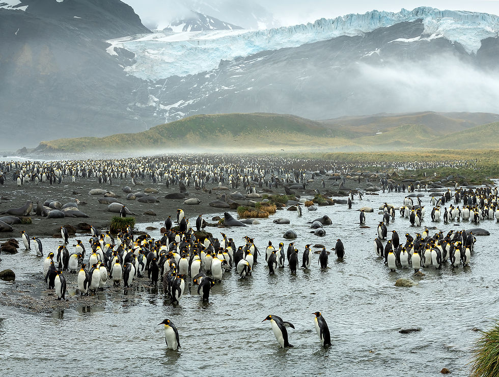 Penguins terrItorial