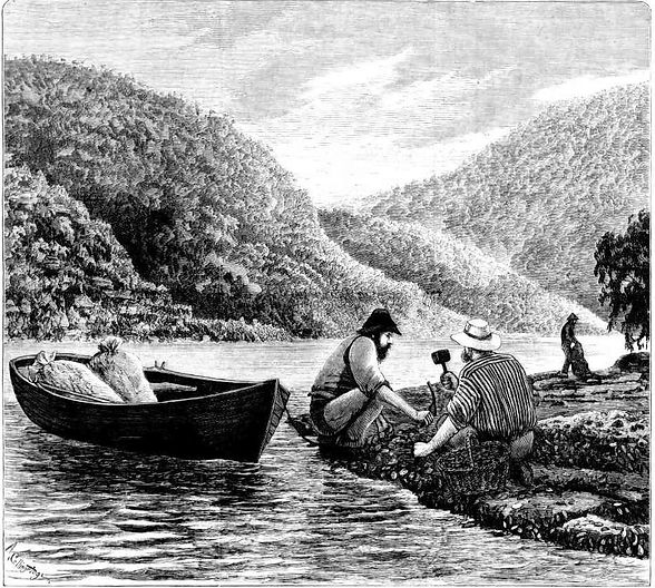 Early oyster farmers gathering their harvest from the rocks.