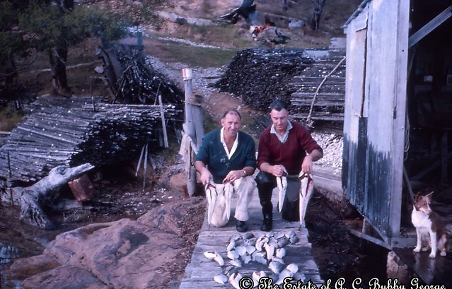 Tarred oyster sticks stacked near Hardaker's culling shed at Broadwater Lake. Copyright Estate of Bubby George.