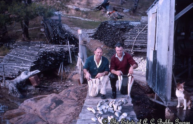 Tarred oyster sticks stacked near Hardaker's culling shed at Broadwater Lake. Copyright Estate of Bubby George.