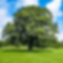 Usui Reiki Shinpiden Master Training