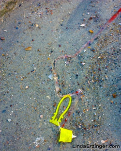 "Yellow Fish", 2011.