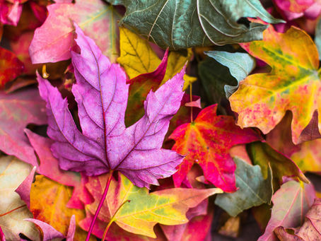 Autumn Term 2019