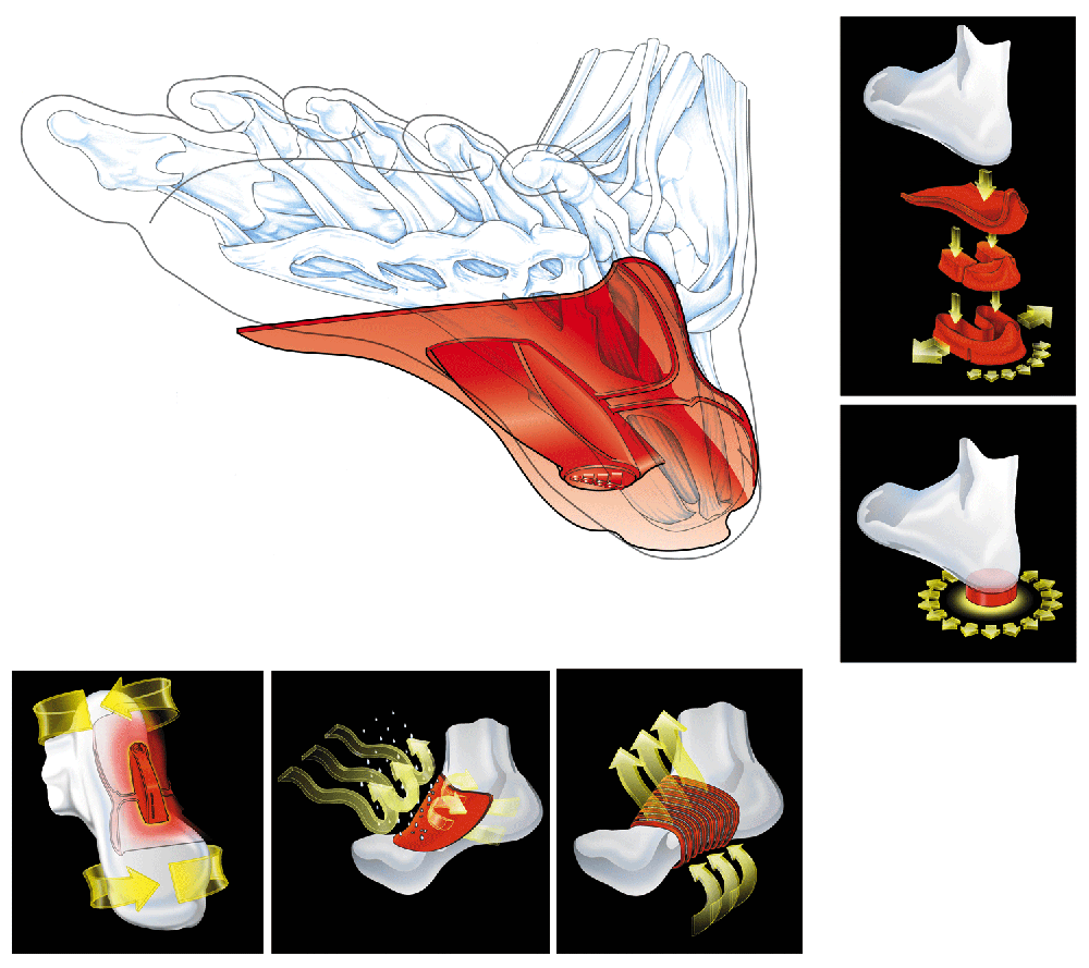 Torsion-Foot-Antomy