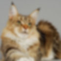 Maladie rénale Maine Coon