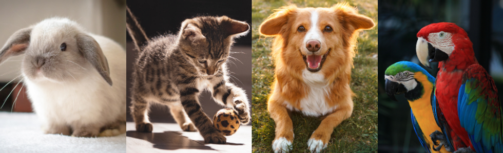 liens utiles animaux.png