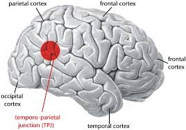 From Konoha to Corps: The Neural Pull of Anime Fantasies