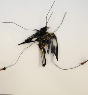 Taxidermia