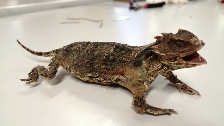 Taxidermia