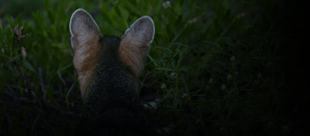 FoxGenetics (1).png
