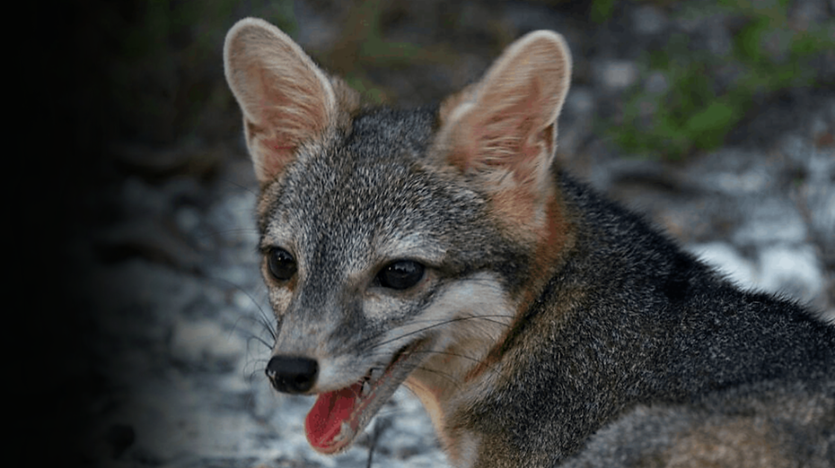 FOXFINALPICTURE.png
