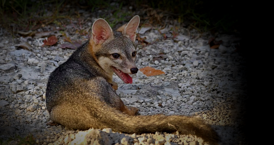 FOXWEBSITEINTRO.png
