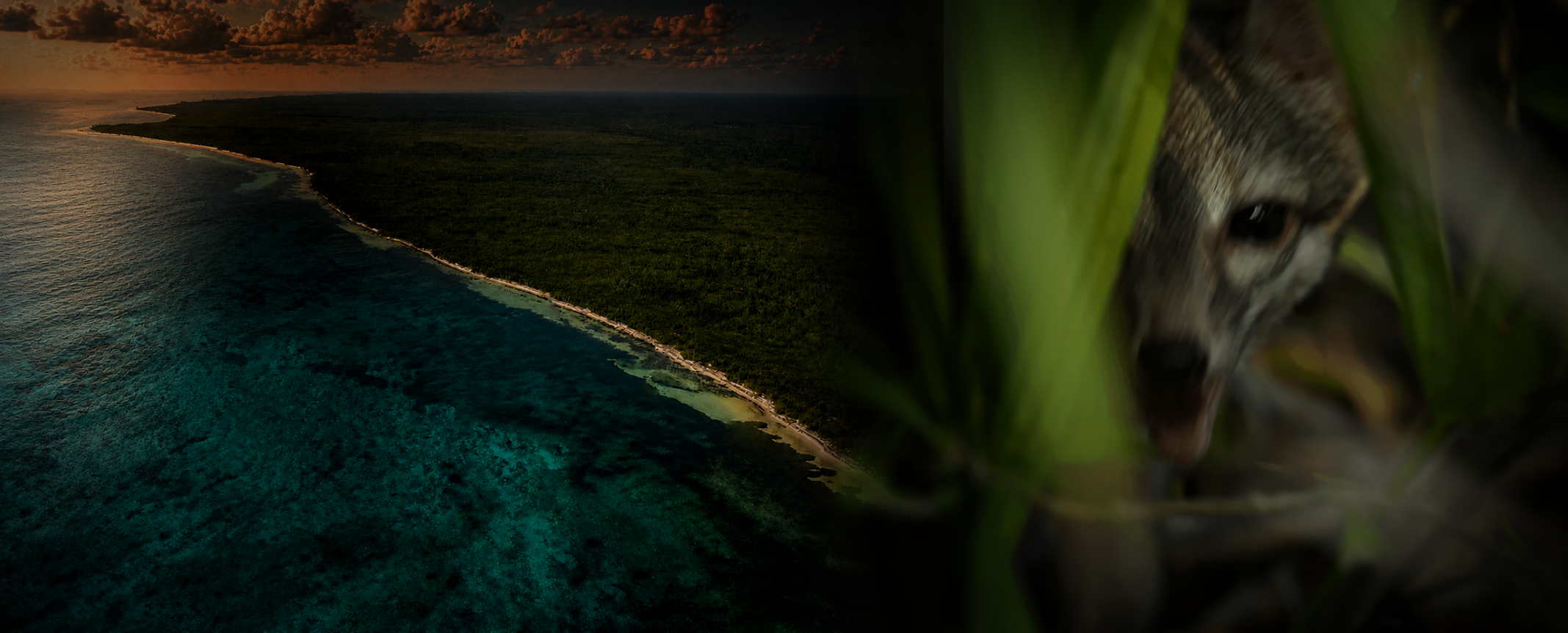 WEBSITEFOXBANNER (2).png