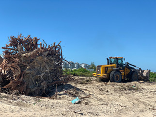 new-andaz-hotels-tree-on-site.jpeg