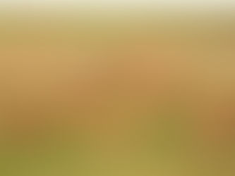 Kazakhstan Sends 1,500 Saiga Antelopes to China in Conservation Effort