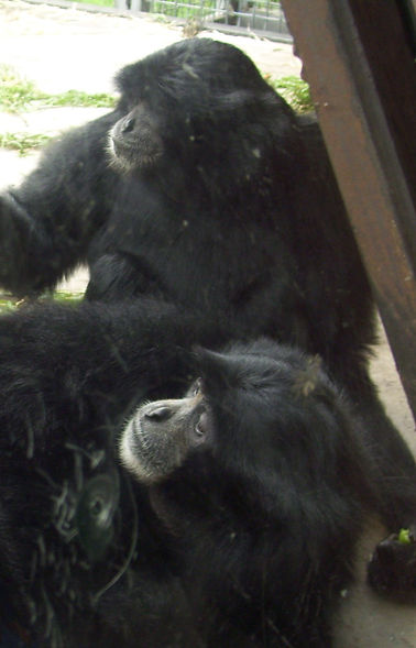 Chimpanzee.JPG