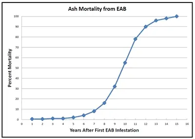 When EAB is introduced to a new area it takes a few years for thier population numbers to grow. It is usaully around years 5 - 8 where EAB numbers start to take off. This is also around the time where ash trees start showing symptoms from the damage occuring inside them.
