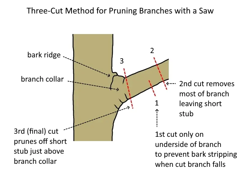 three cut method for pruning branches
