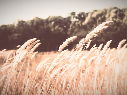 Breaking the Cycle: Releasing the Grip of Generational Patterns in Emotions, Habits, and Health