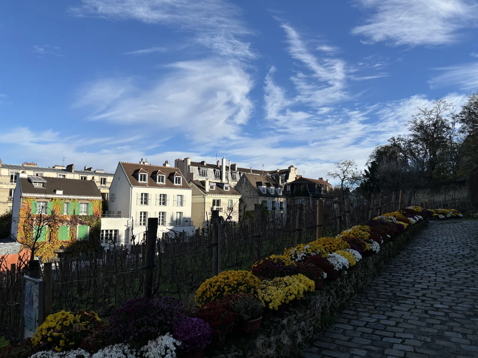 the Montmartre vineyards