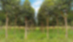 ayuga straight rows-2.jpg