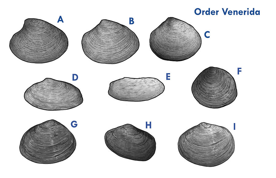 Cretaceous bivalves of the order Venerida from the western interior seaway