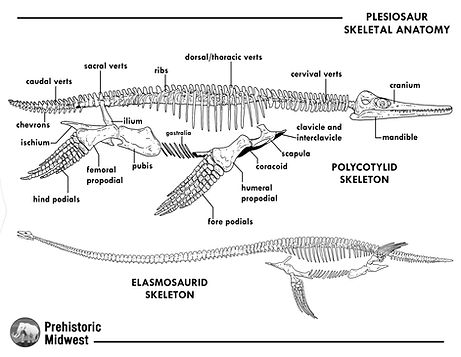 A coloring page of the skeletal anatomy of the plesiosaur dolichorhynchops