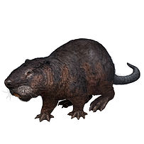 beaverforwebsite.jpg