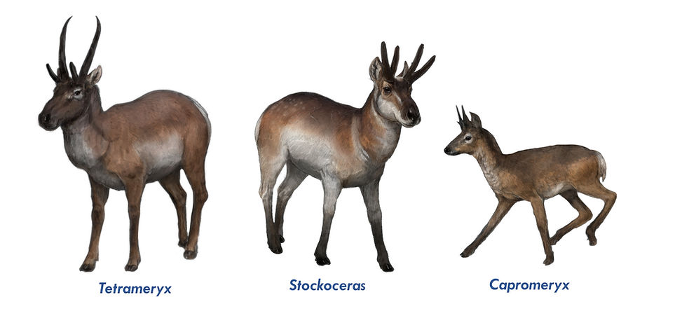 antilocapraheaderimage.jpg