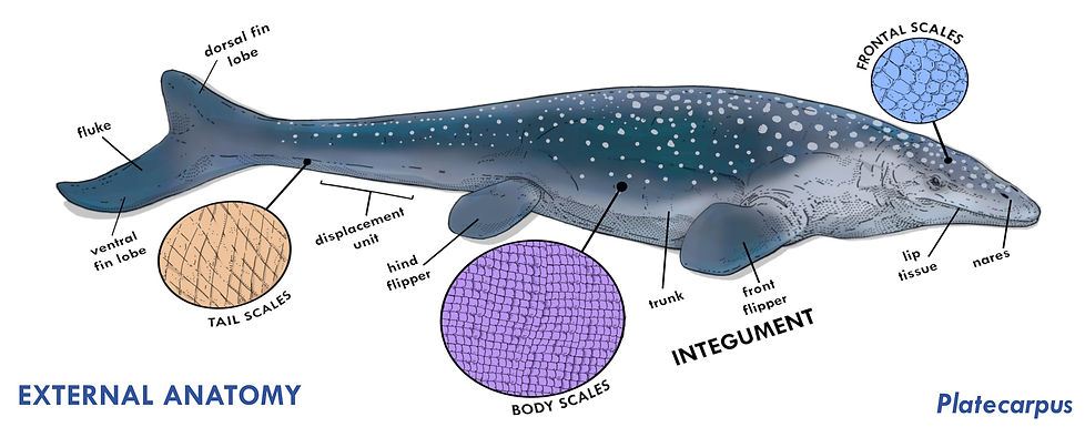 diagram of mosasaur external anatomy