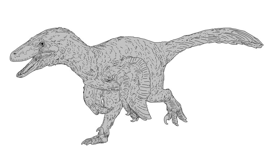 a step in the process of drawing a deinonychus, step 4, add contours