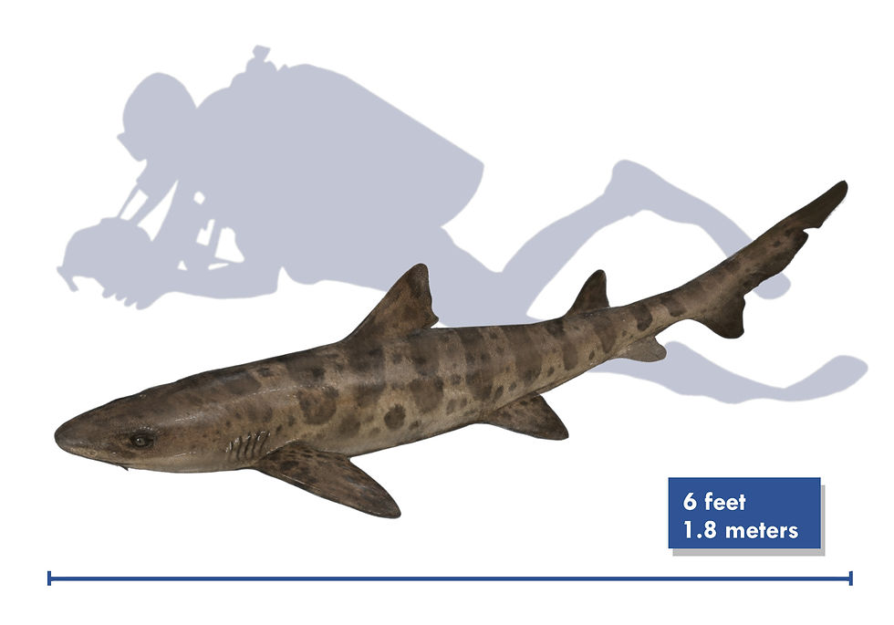 A drawing of the Cretaceous shark Archaeotriakis from the Western Interior Sea