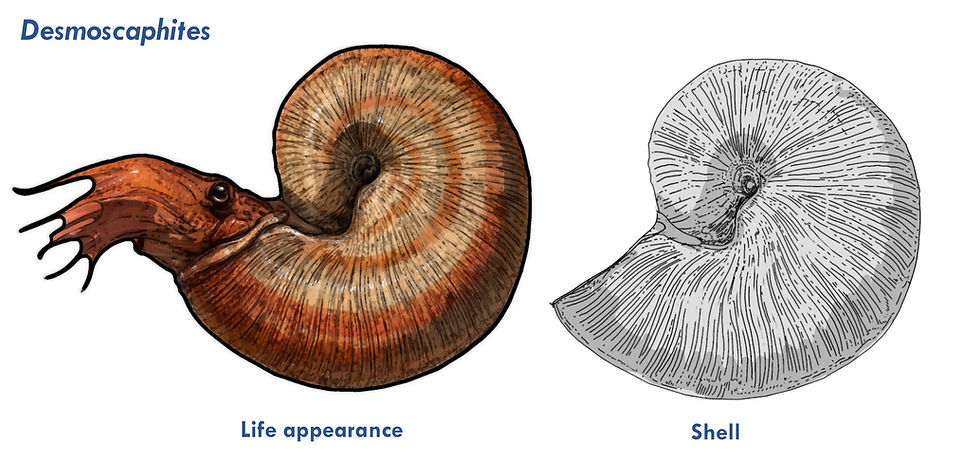 A drawing of the Cretaceous ammonite desmoscaphites