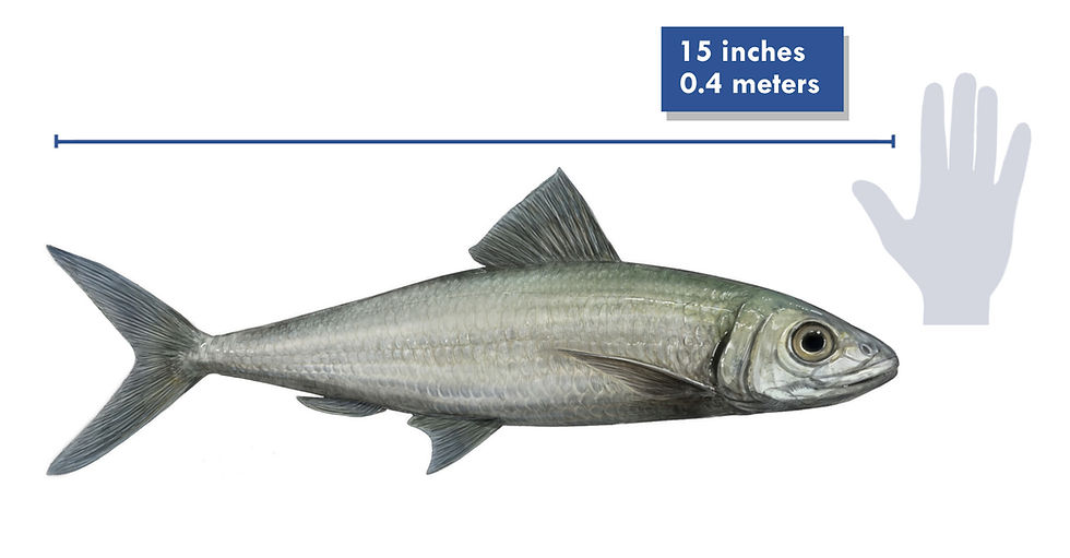 A drawing of the Cretaceous fish Apsopelix found in the Western Interior Sea