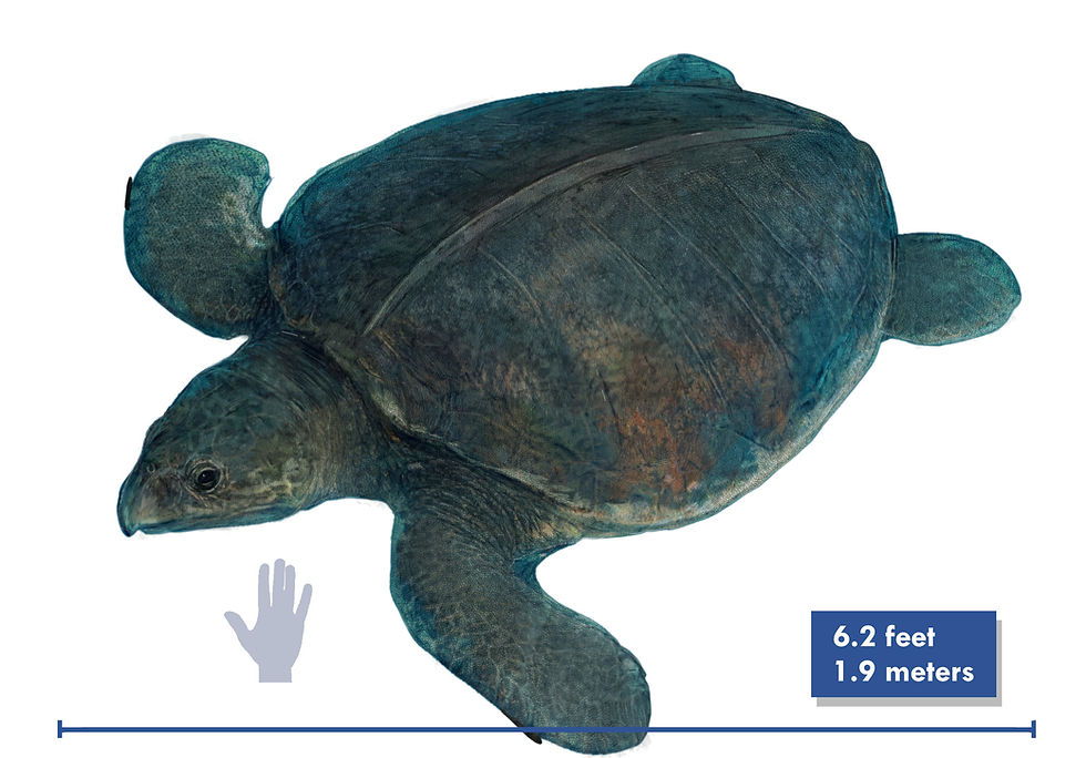 A drawing of the Cretaceous sea turtle Desmatochelys from the Western Interior Seaway