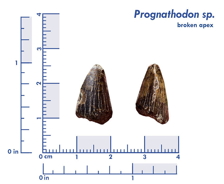 prognathodontooth.jpg