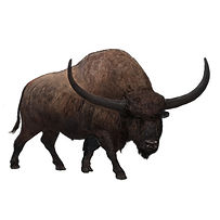 bisonlatifrons3.jpg