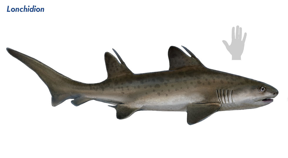 A drawing of the Cretaceous hybodont Lonchidion from the Western Interior Sea