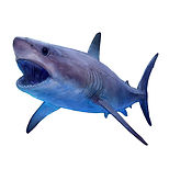 A drawing of the cretaceous shark Cretoxyrhina