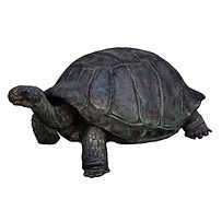 tortoiseforwebsite.jpg