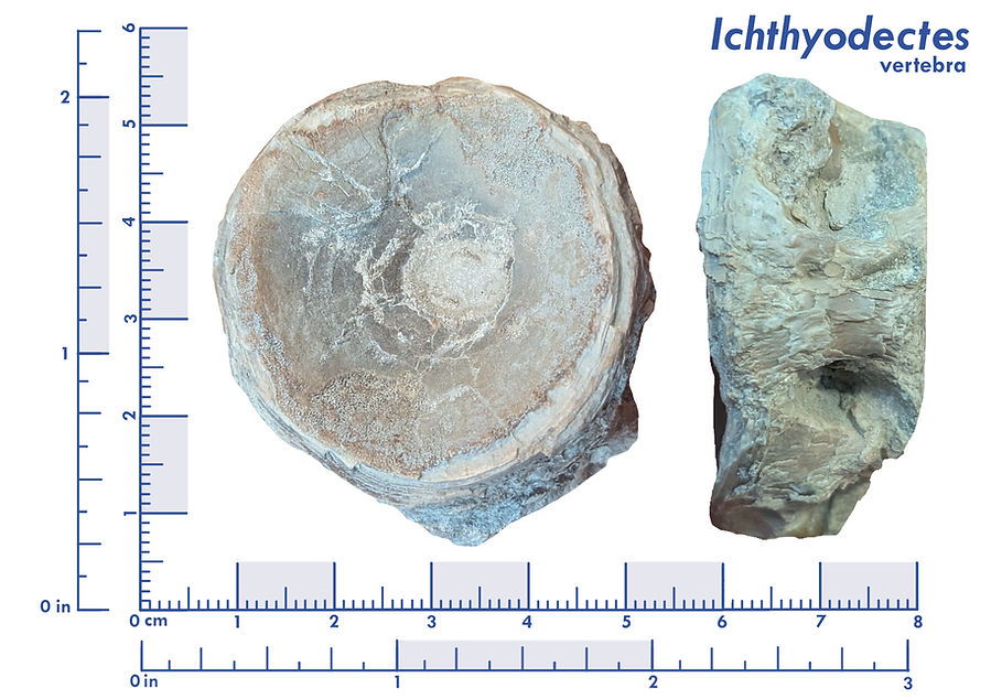 A photo of the fossil of the vertebra of an Ichthyodectes