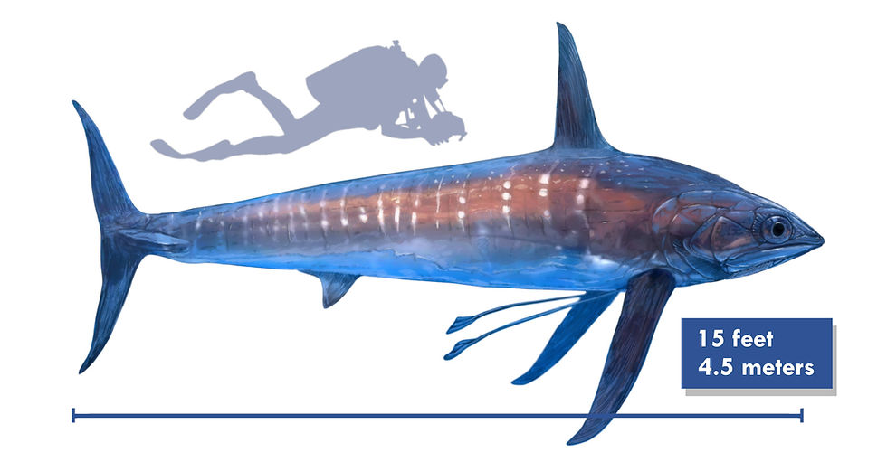 A drawing of the Cretaceous fish Bonnerichthys found in the Western Interior Sea
